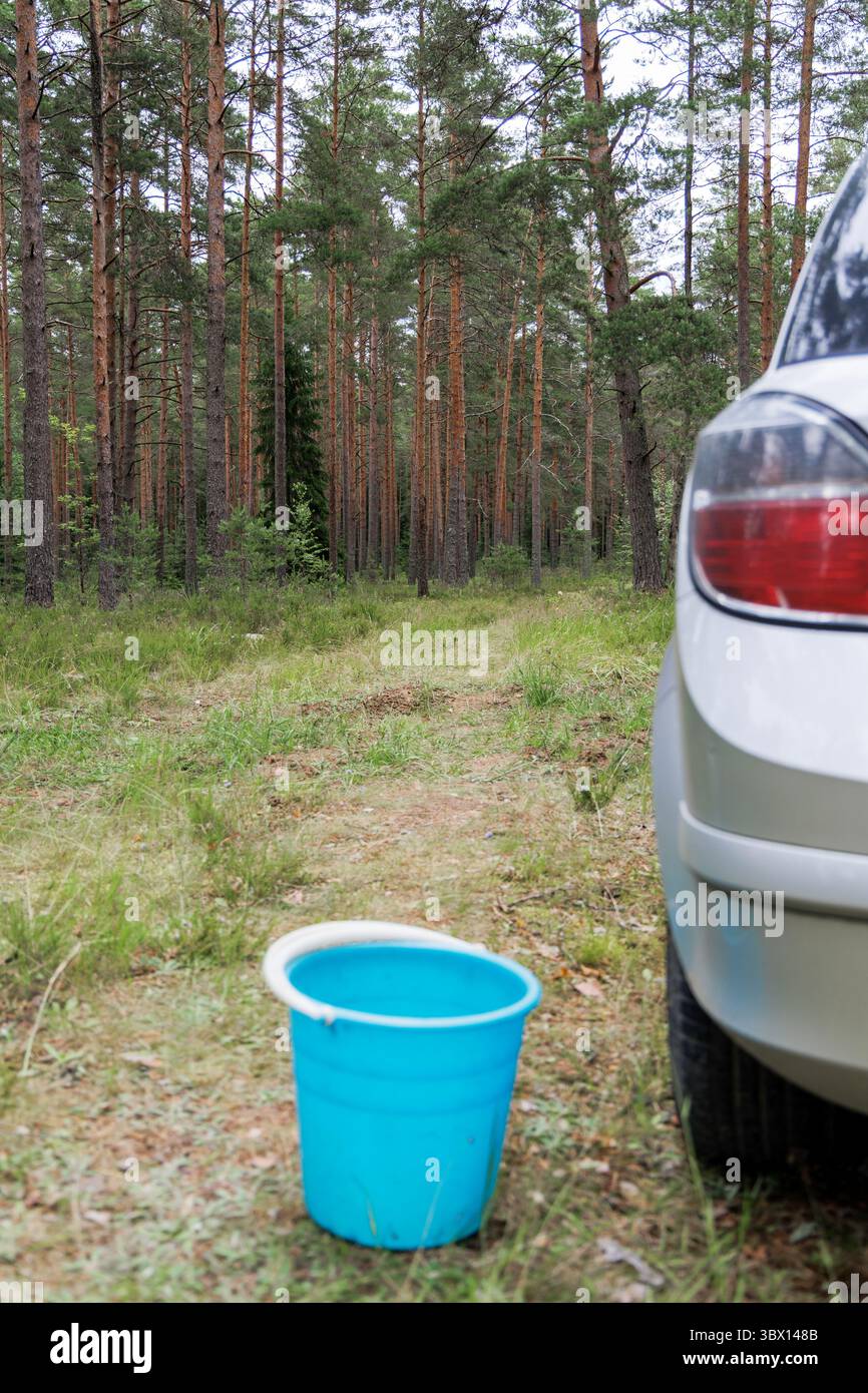 La parte posteriore di un'auto argentata parcheggiata ai margini di una pineta, con un secchio blu a terra, che suggerisce attività all'aperto. Foto Stock