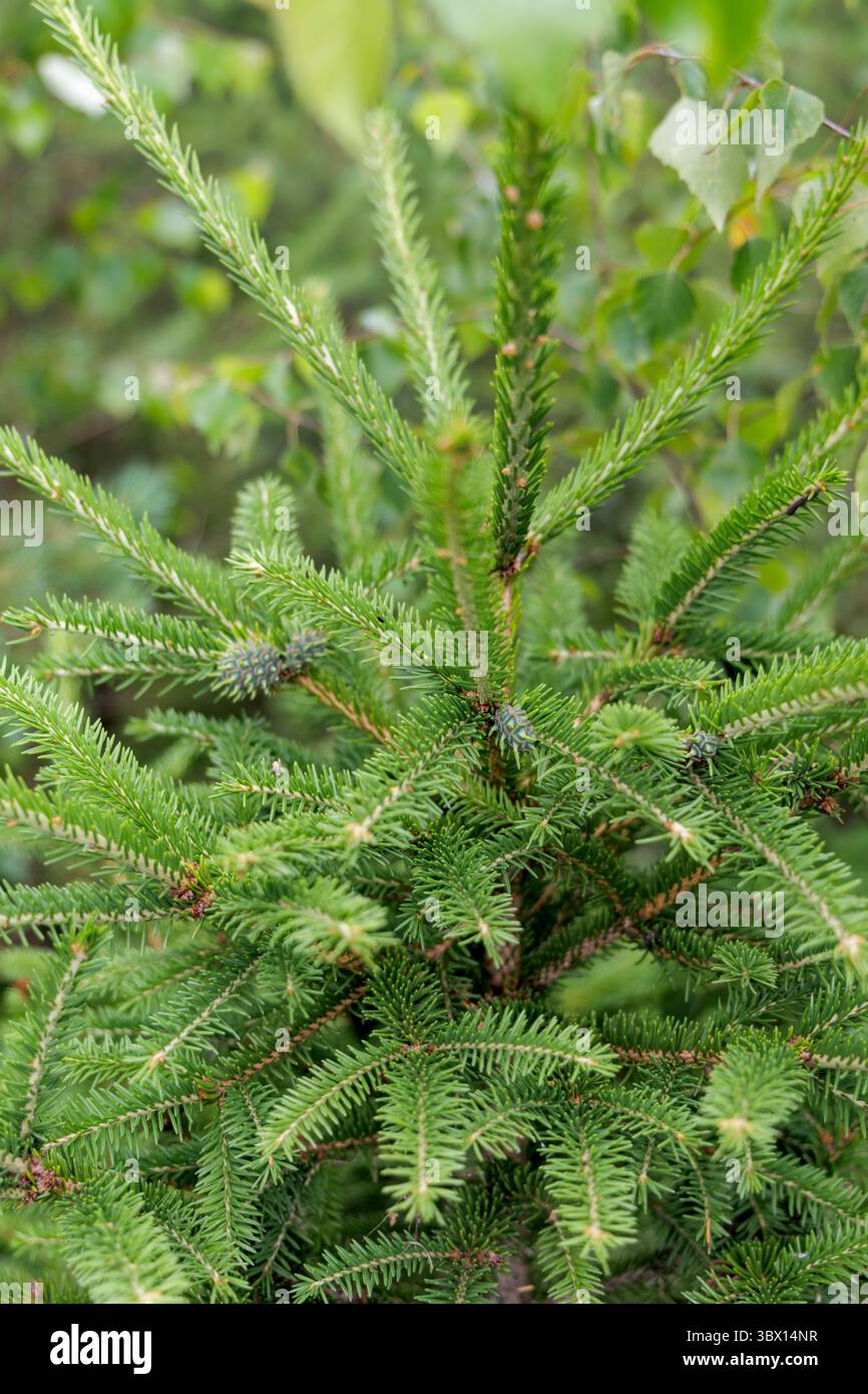 Primo piano di un giovane abete rosso verde vivace, con i suoi aghi e piccoli coni in via di sviluppo. Foto Stock