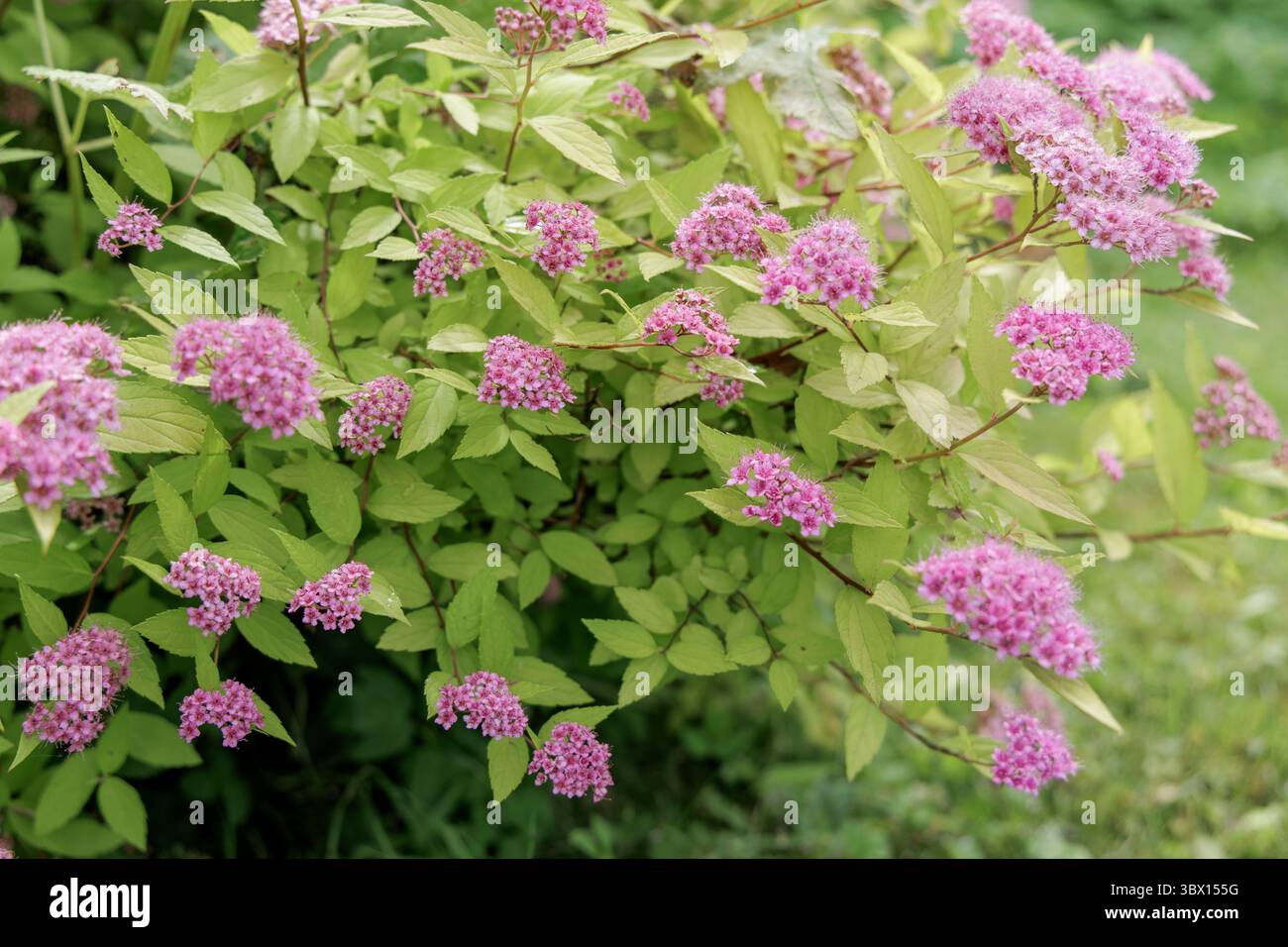 Un primo piano di un cespuglio di Spiraea che mostra vivaci ammassi di piccoli fiori rosa contro il fogliame verde chiaro. Foto Stock