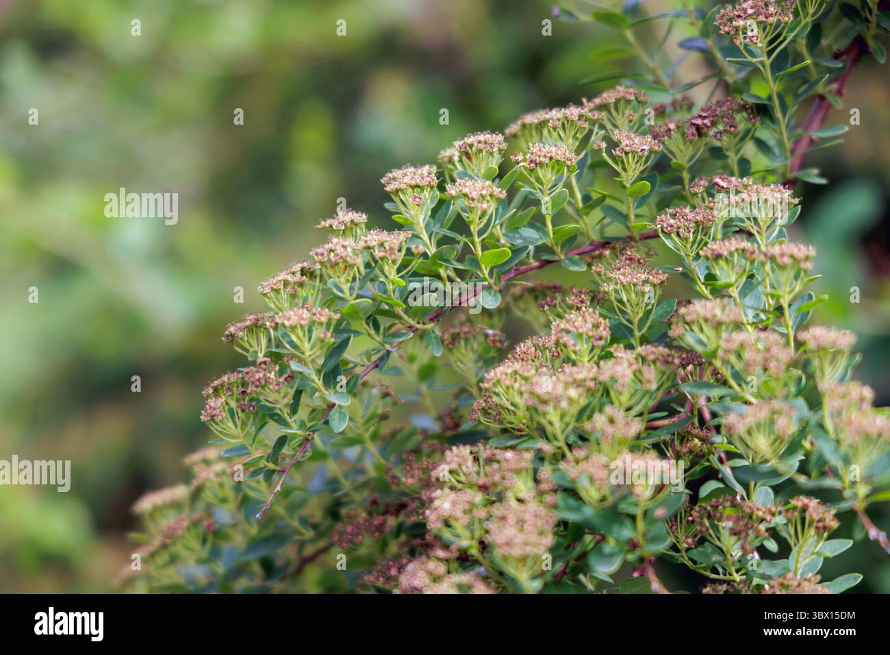 Un primo piano di fiori di Spiraea che passano dal rosa a uno stato più asciutto e sbiadito, a indicare la fine della loro fioritura. Foto Stock