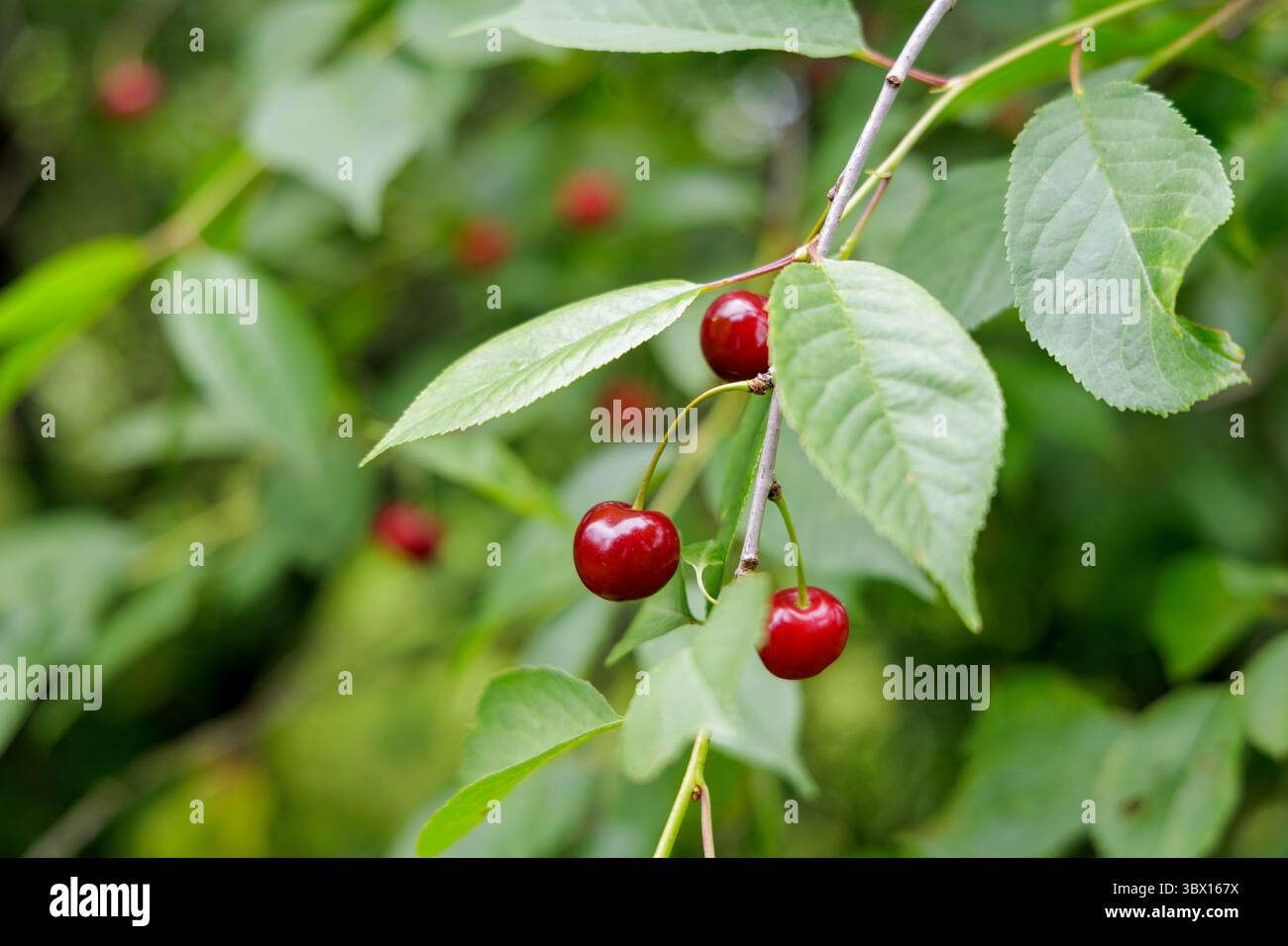 Un primo piano di ciliegie rosse vivaci appese a un ramo con foglie verdi, pronte per la raccolta. Foto Stock
