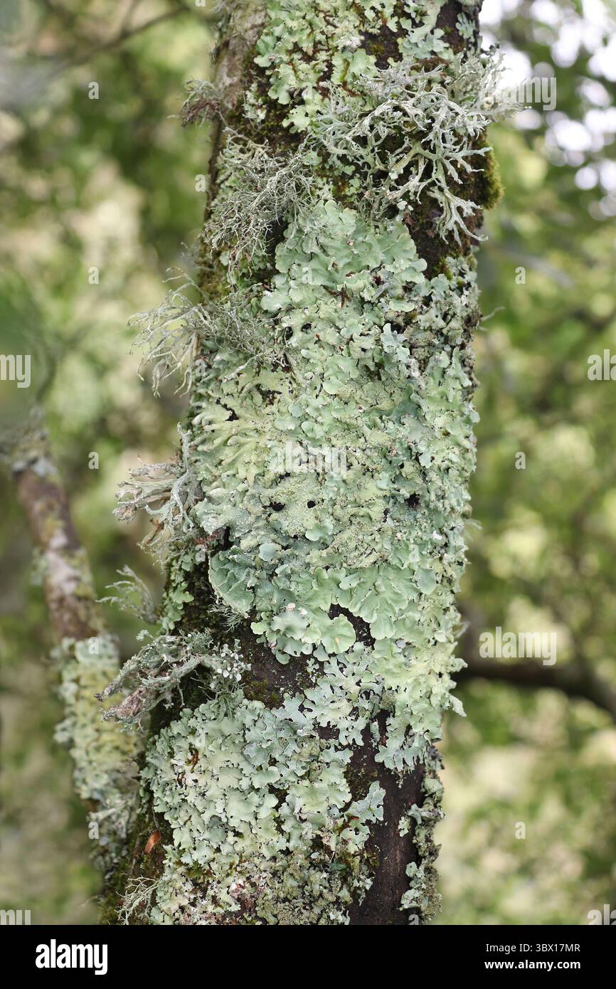 Lichene su tronco d'albero - Scudo verde comune Lichen Flavoparmelia carperata e prunastri di Oakmoss Lichen Evernia Foto Stock