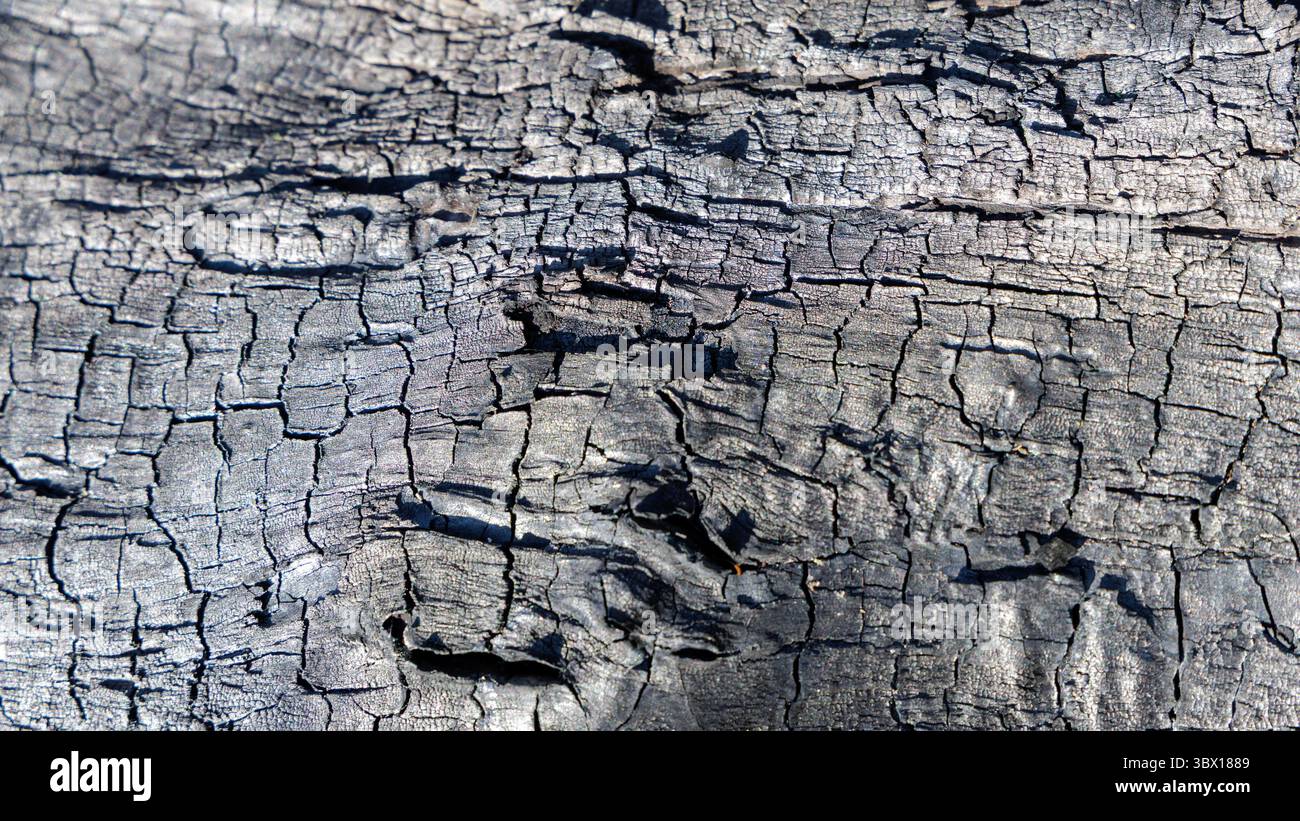 Primo piano di legno carbonizzato intensamente screpolato e annerito, che forma un motivo testurizzato ideale per sfondi astratti o drammatici. Foto Stock