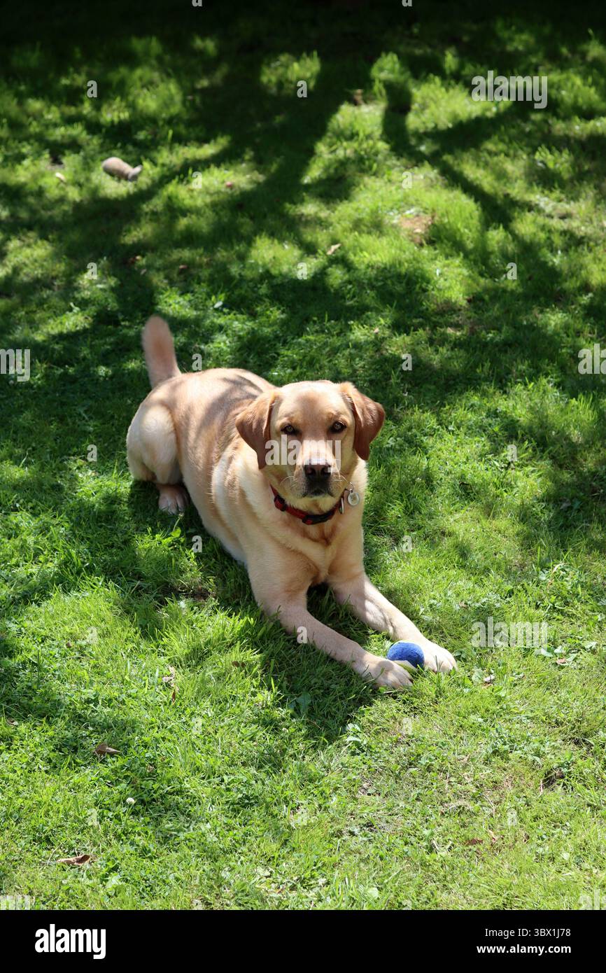 Labrador Retriever che gioca con una palla in giardino. Foto Stock