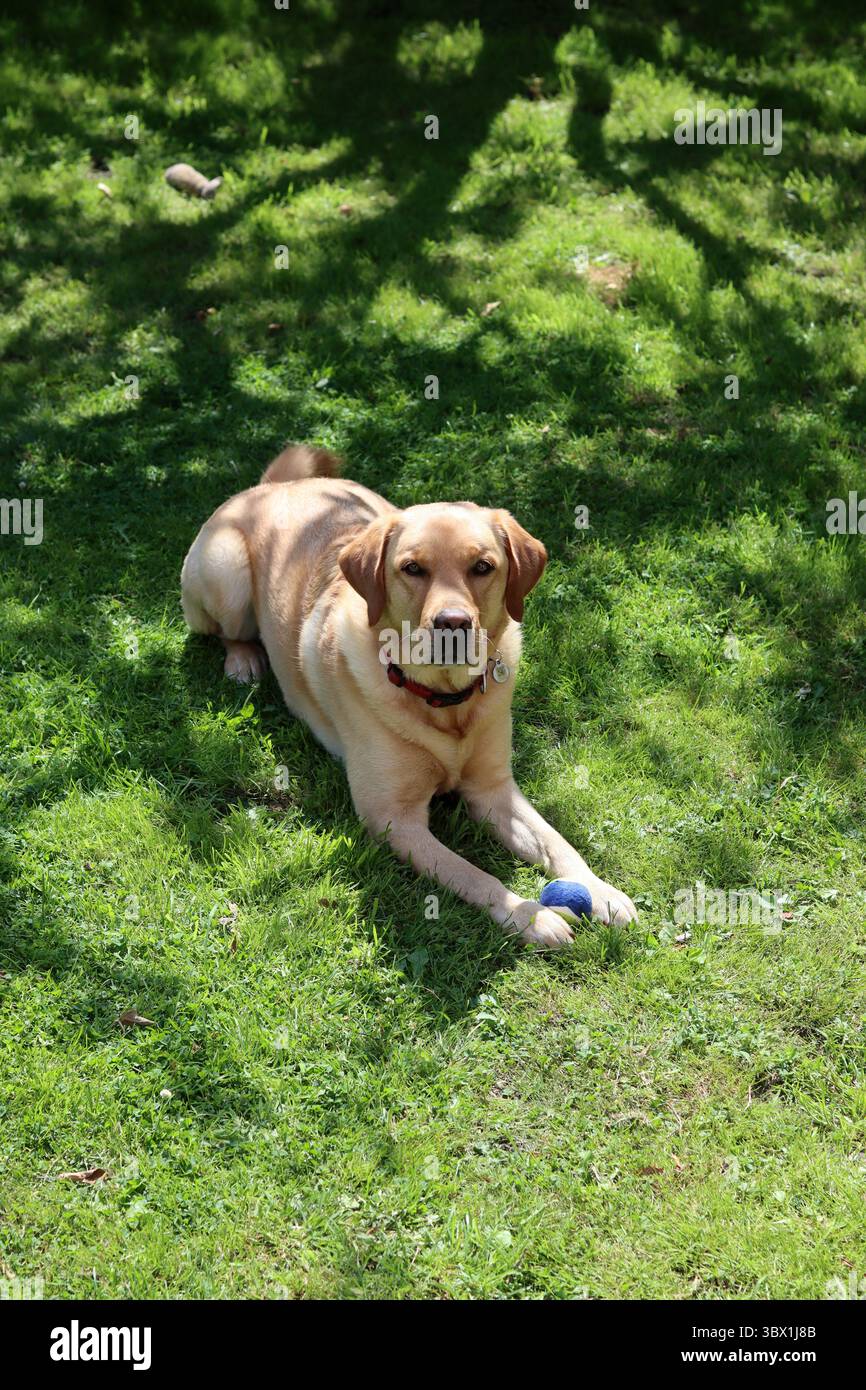 Labrador Retriever che gioca con una palla in giardino. Foto Stock
