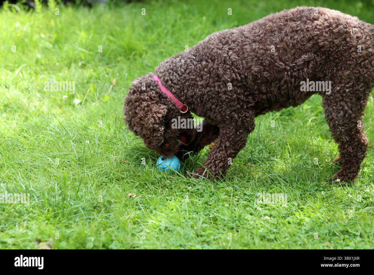 Simpatico doodle australiano che gioca con una palla sull'erba in giardino Foto Stock