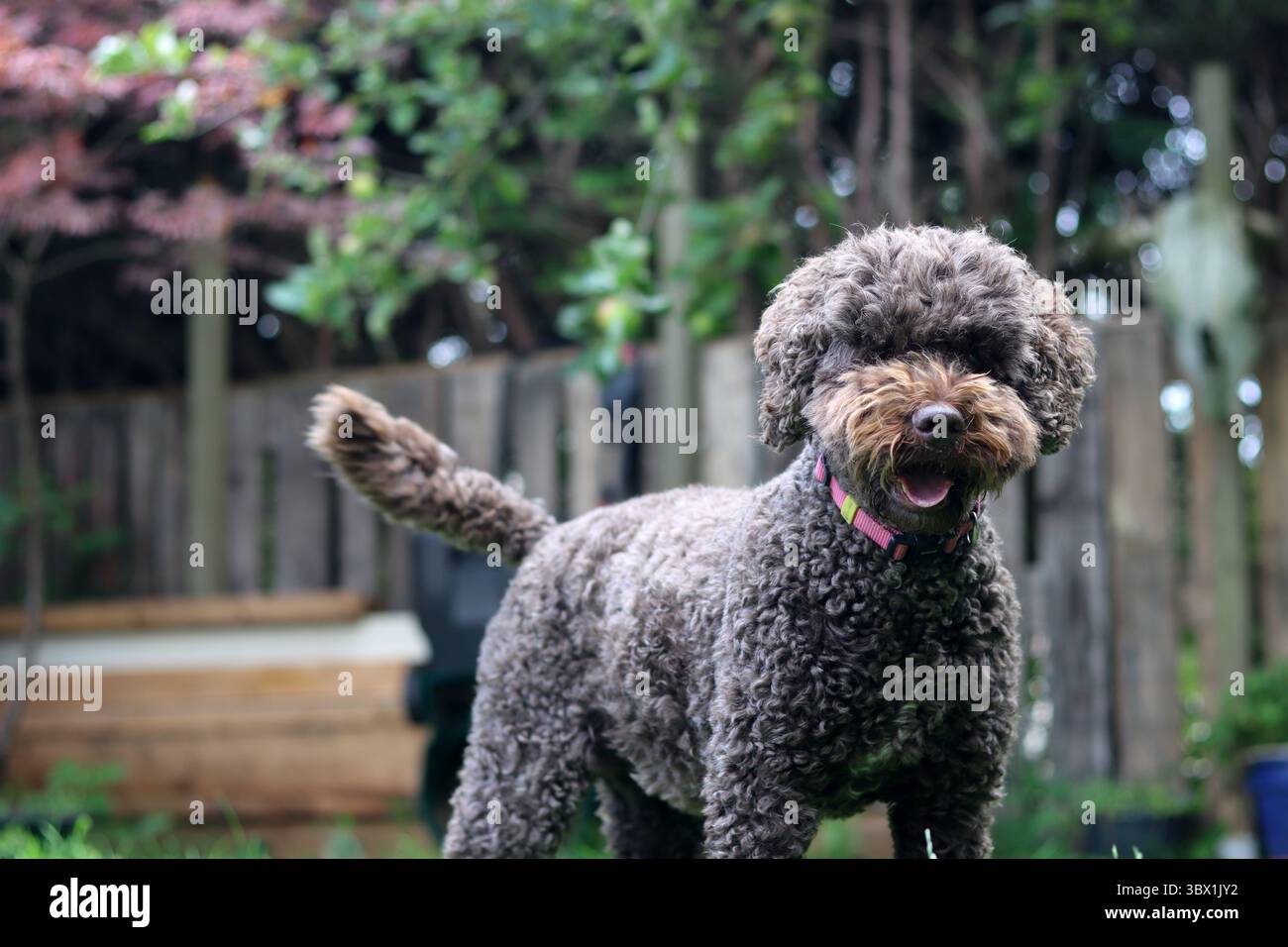 Grazioso ritratto di doodle australiano da vicino. Animali domestici felici giocano in giardino nelle giornate di sole Foto Stock