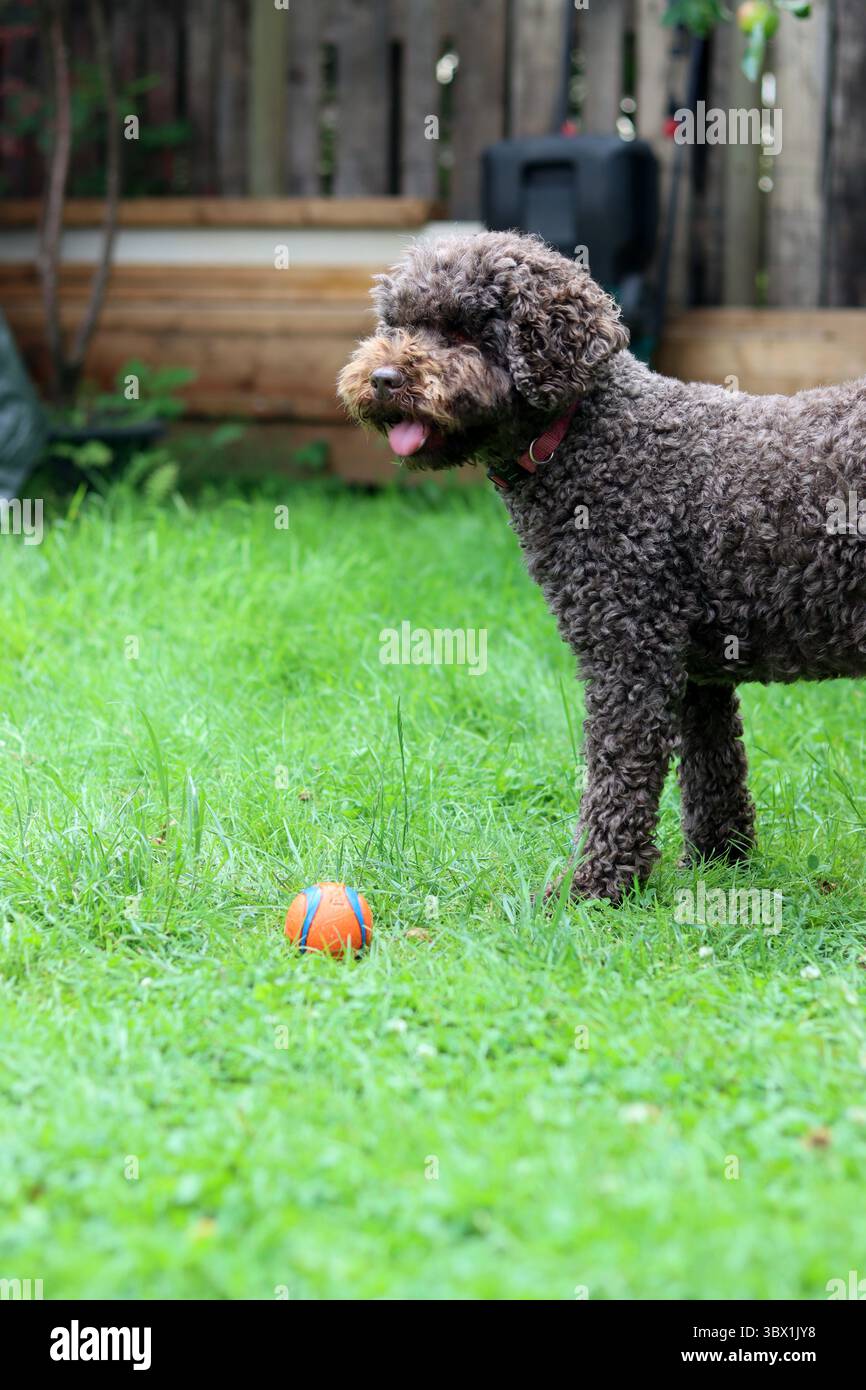 Simpatico doodle australiano che gioca con una palla sull'erba in giardino Foto Stock