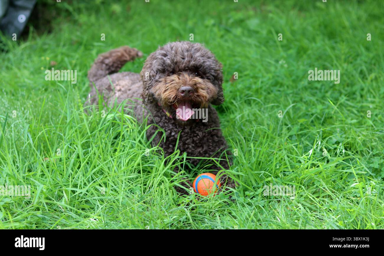Simpatico doodle australiano che gioca con una palla sull'erba in giardino Foto Stock