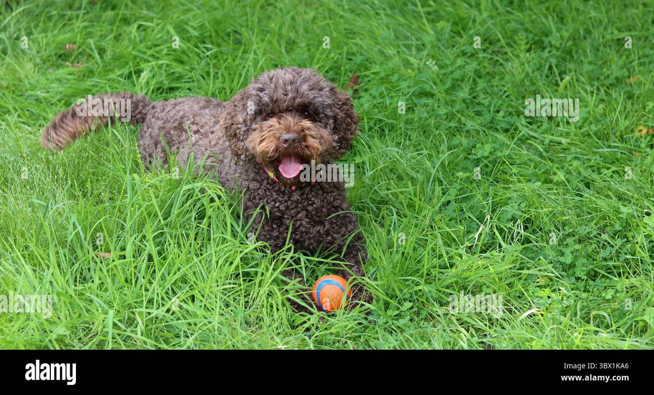 Simpatico doodle australiano che gioca con una palla sull'erba in giardino Foto Stock