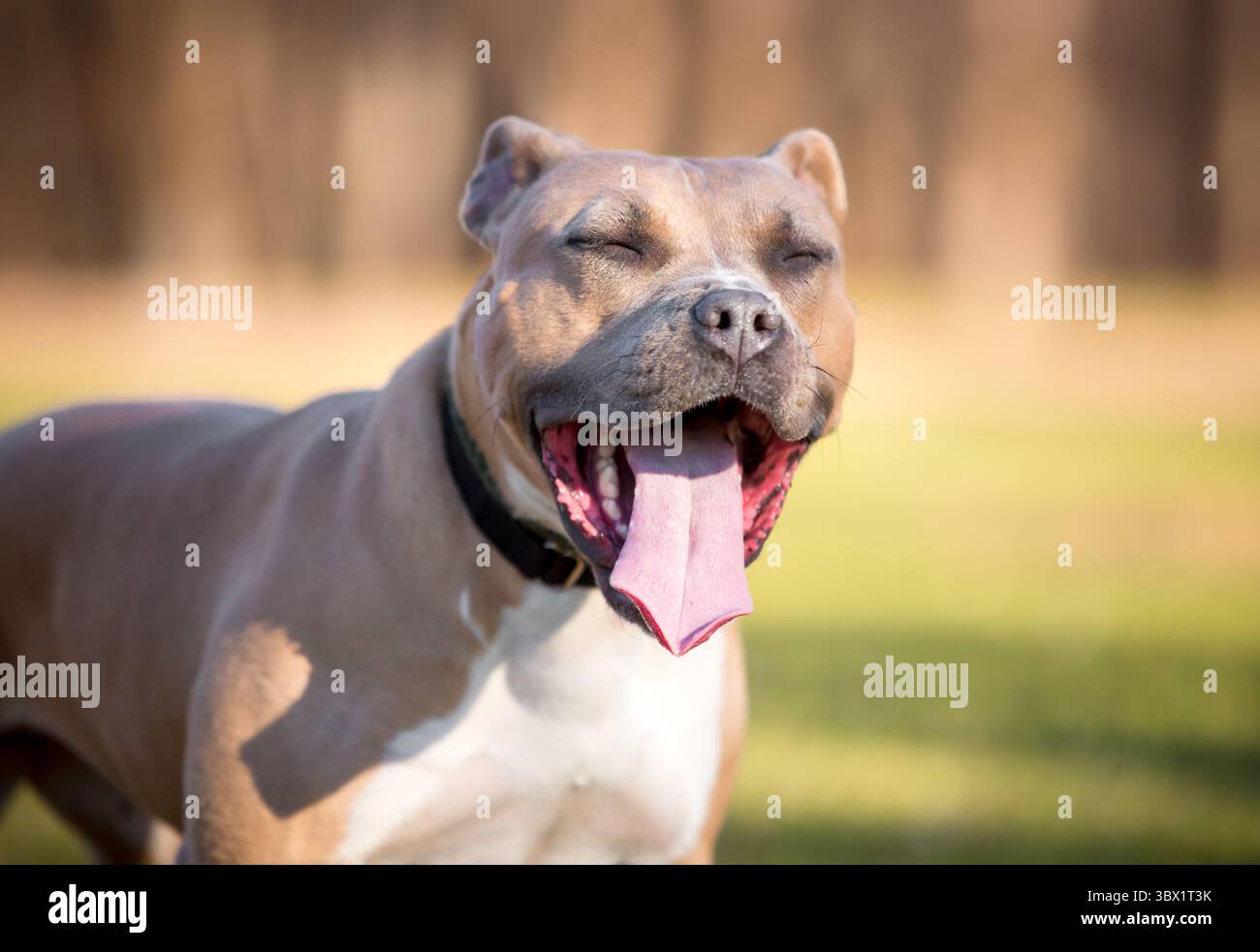 Un cane di razza mista Pit Bull Terrier in piedi all'aperto e sbadigliare Foto Stock