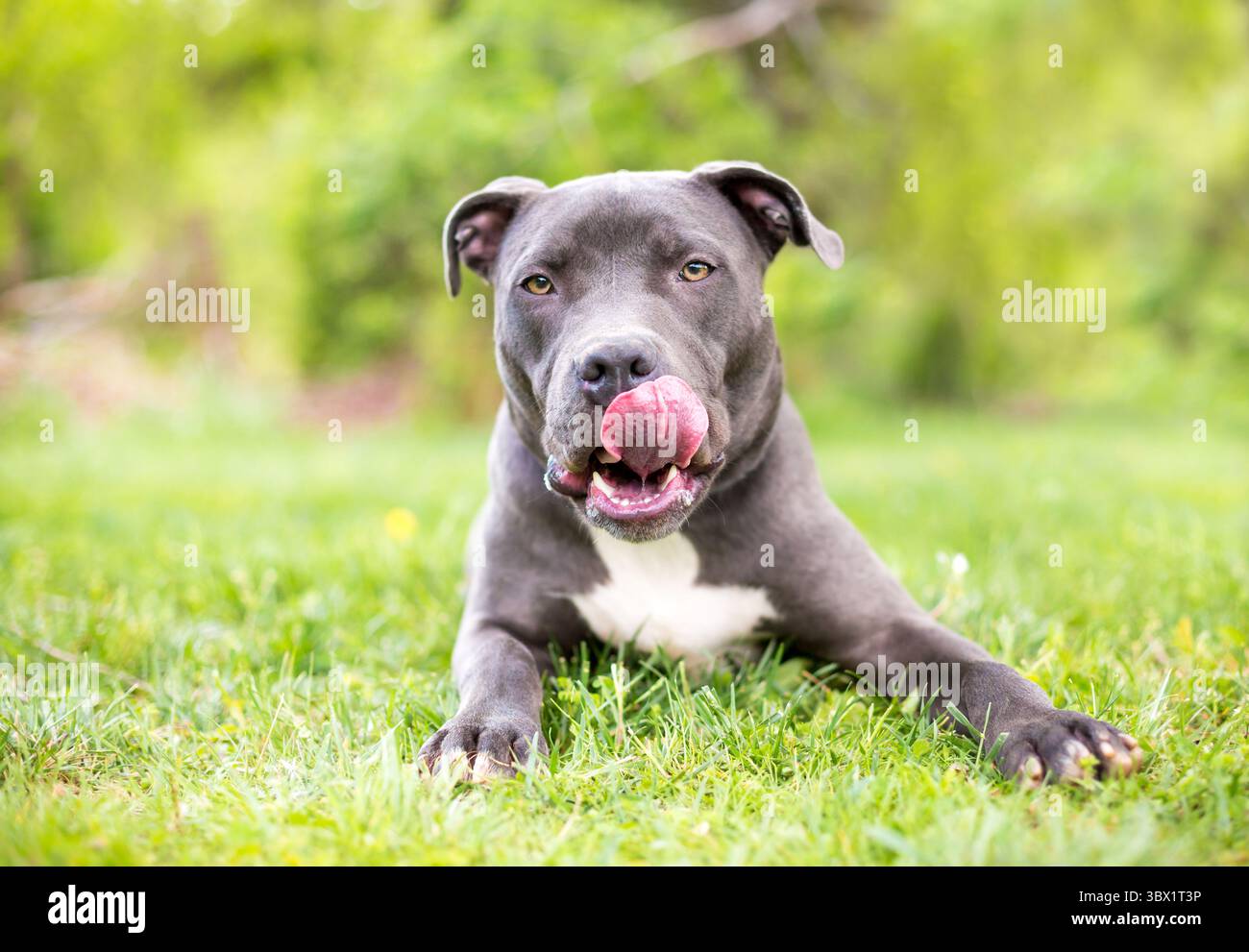 Un cane di razza mista Pit Bull Terrier grigio e bianco steso nell'erba e leccato le labbra Foto Stock