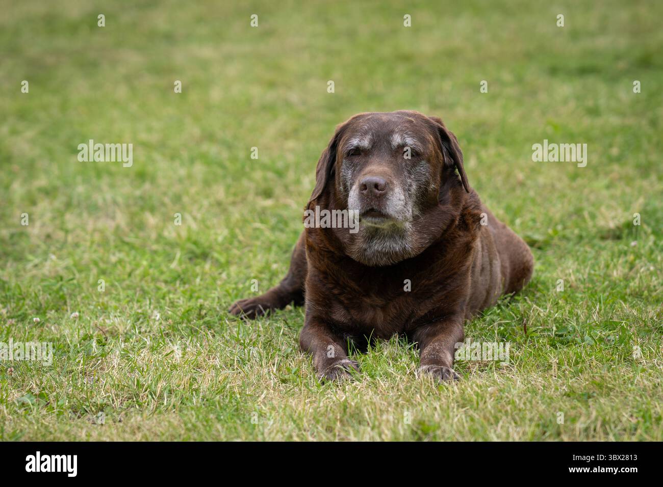 Ritratto del Labrador Retriever al cioccolato steso sul prato. Vecchio Labrador Retriever al cioccolato o semplicemente Labrador steso sull'erba. Foto Stock