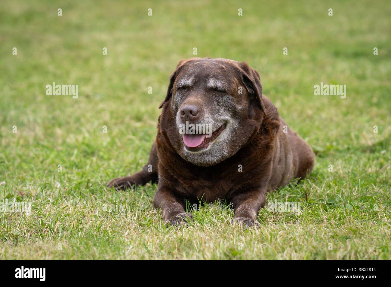 Ritratto del Labrador Retriever al cioccolato steso sul prato. Vecchio Labrador Retriever al cioccolato o semplicemente Labrador steso sull'erba. Foto Stock