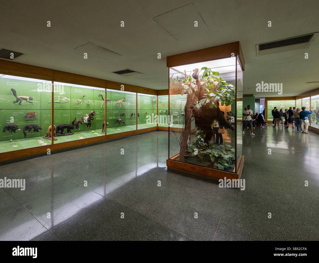 New York, USA - 24 aprile 2023: Vista interna del Museo di storia naturale di New York. Foto Stock