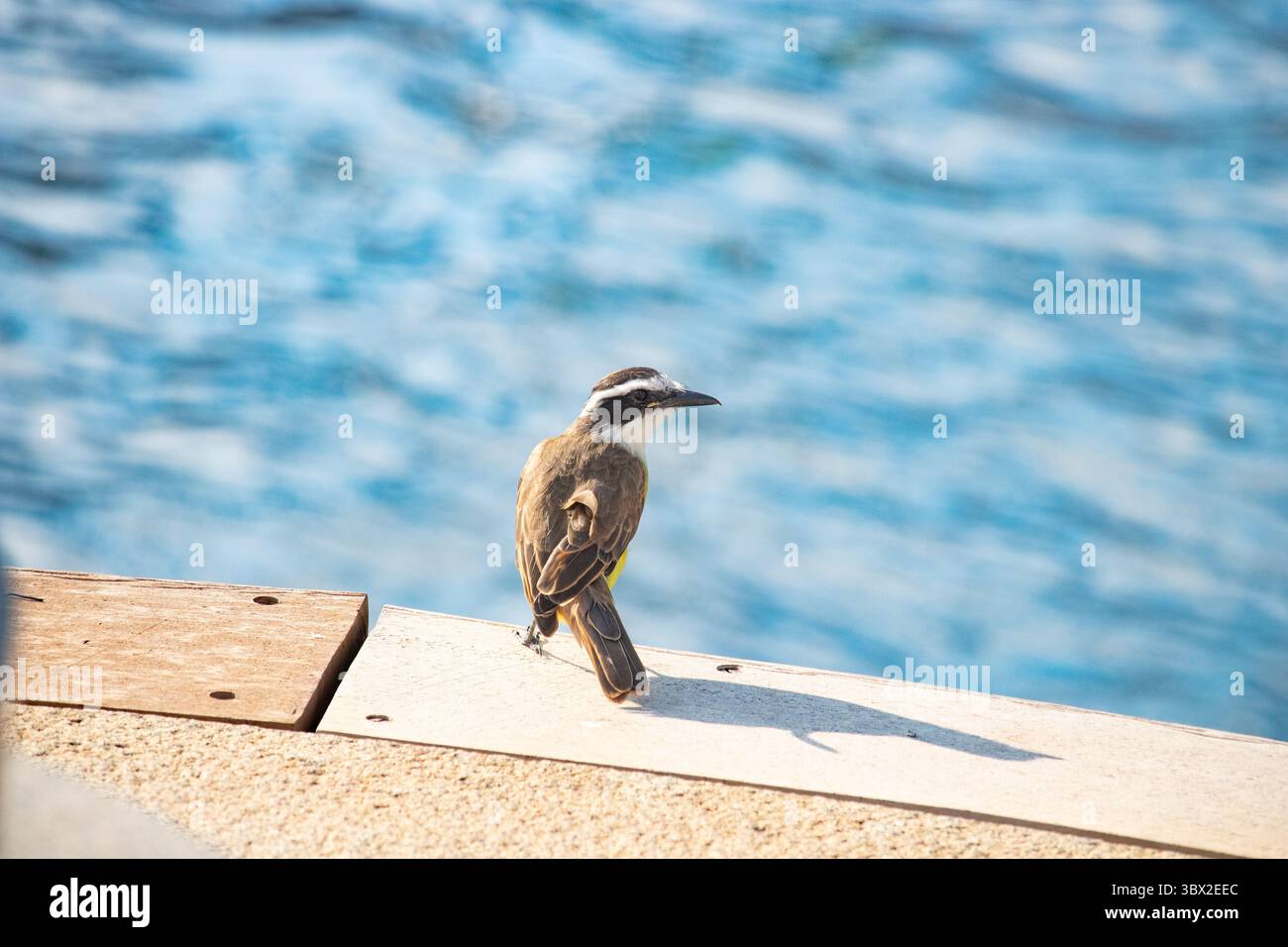 Ottima pesca a Kiskadee Foto Stock