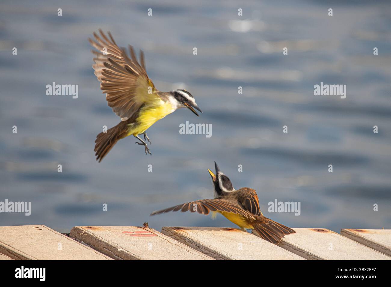 Grande Kiskadee e espressione di sé Foto Stock