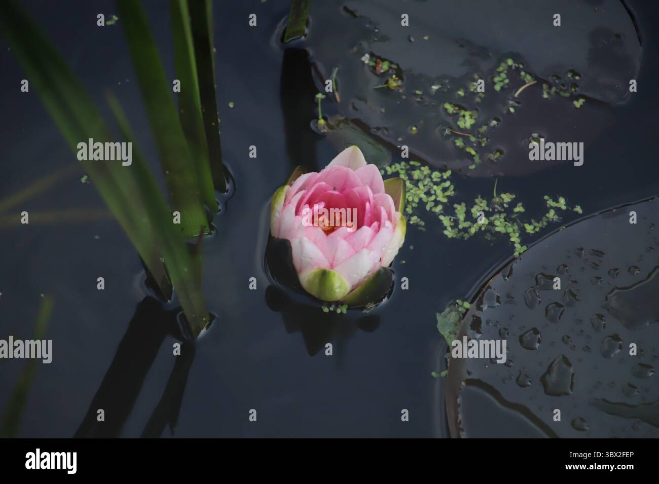 Fase di apertura del fiore di loto Foto Stock