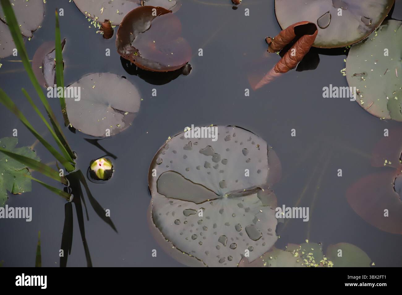 Gemma di loto nel lago Foto Stock
