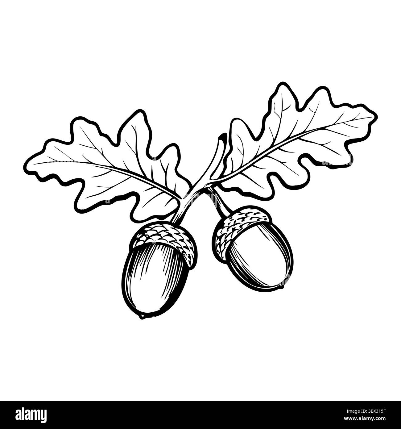 Due ghiande con foglie di quercia, illustrate in bianco e nero. Le ghiande sono arrotondate con tappi e le foglie sono larghe con punte appuntite. Illustrazione Vettoriale