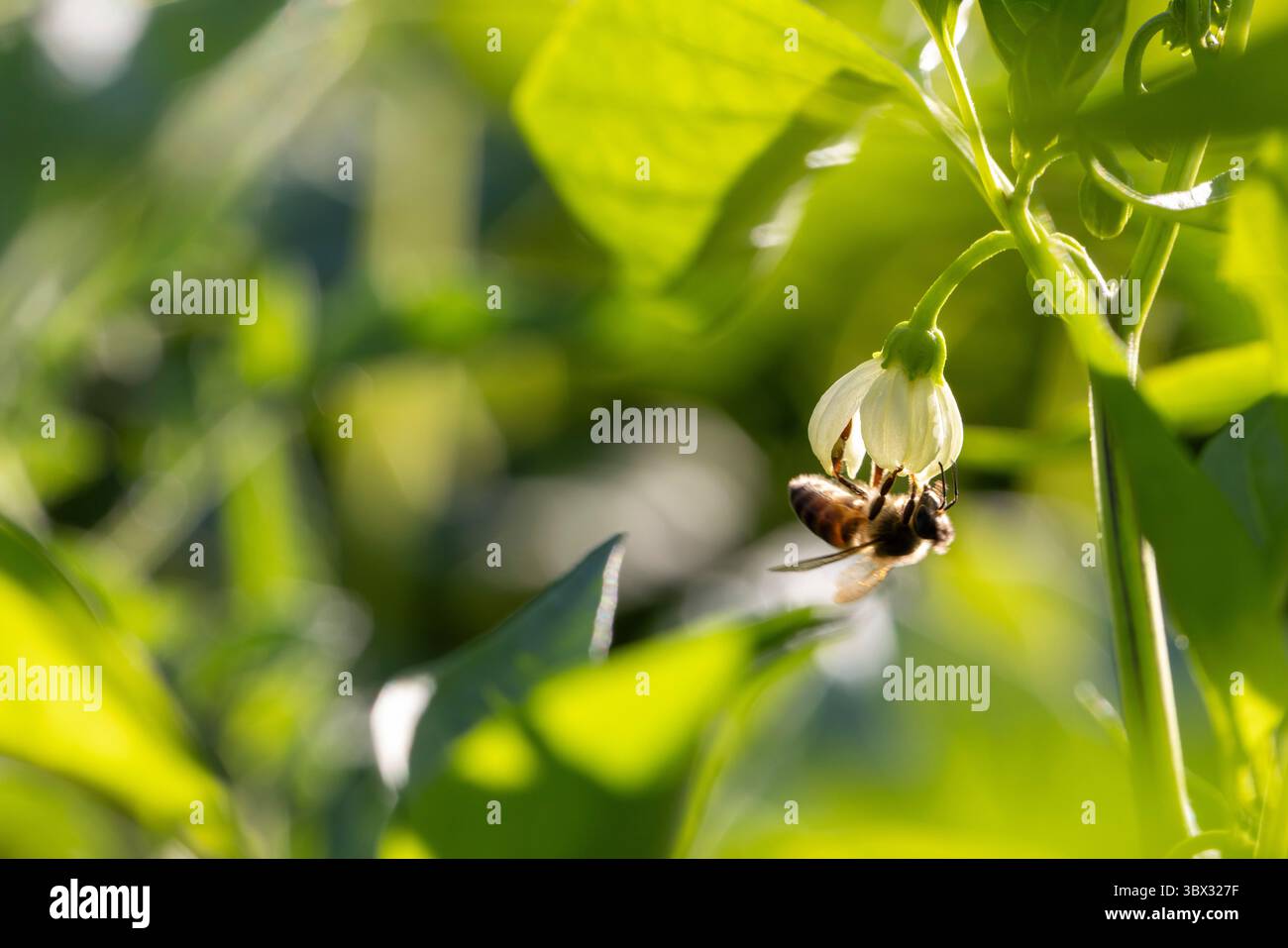 Un'ape è appesa al rovescio da un fiore di pepe. L'ape è su un fiore e guarda in alto Foto Stock