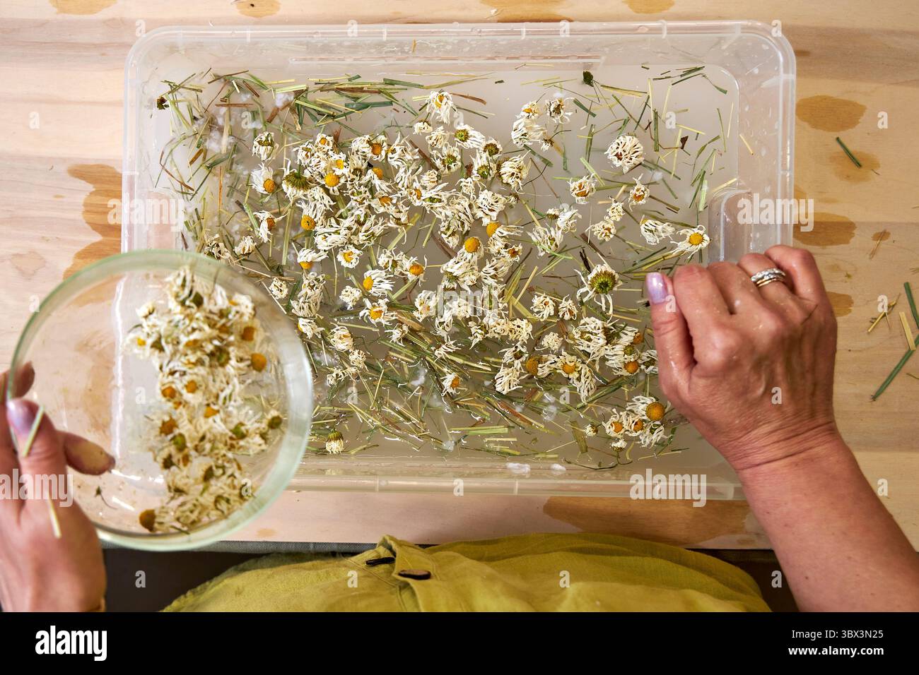 Mani che aggiungono fiori di camomilla secchi e erba al composto di polpa di carta. Elementi decorativi naturali per carta ecocompatibile fatta a mano. Papa' sostenibile fai-da-te Foto Stock