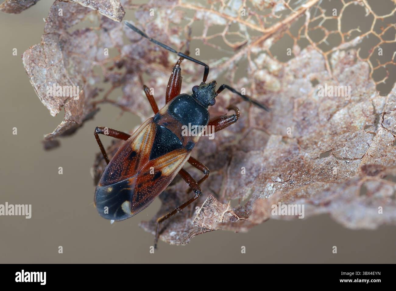 Insetto di semi di colore sporco (Eremocoris abietis) della famiglia Rhyparochromidae. Foto Stock