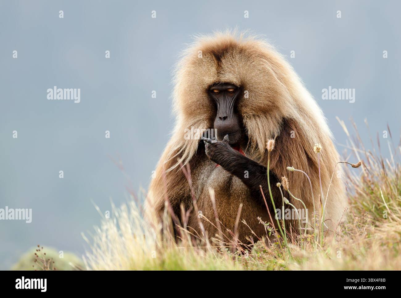 Bambino adulto di gelada maschile seduto in una prateria degli altopiani etiopi Foto Stock
