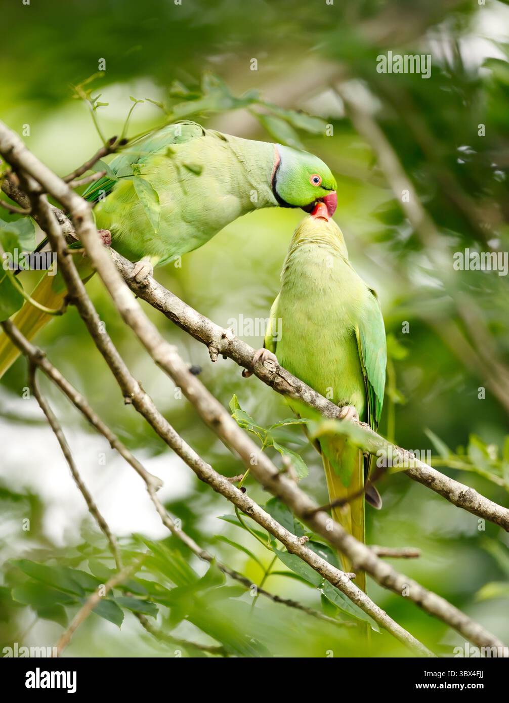 Primo piano di un Parakeet con collo ad anello che dà da mangiare a un ramo d'albero, Regno Unito Foto Stock