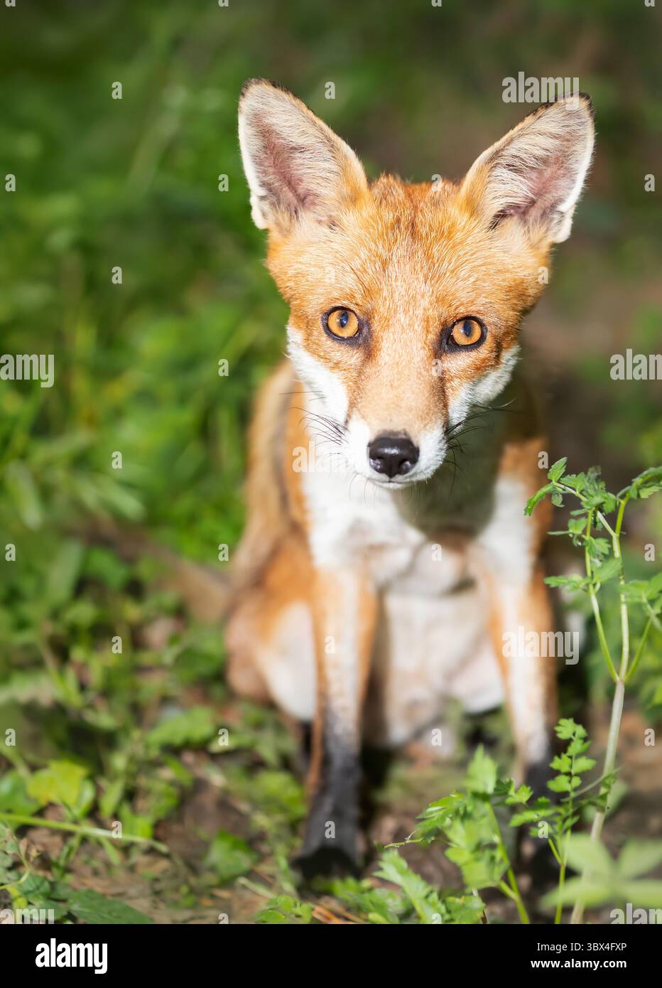 Primo piano di una giovane volpe rossa seduta in un prato, Regno Unito Foto Stock