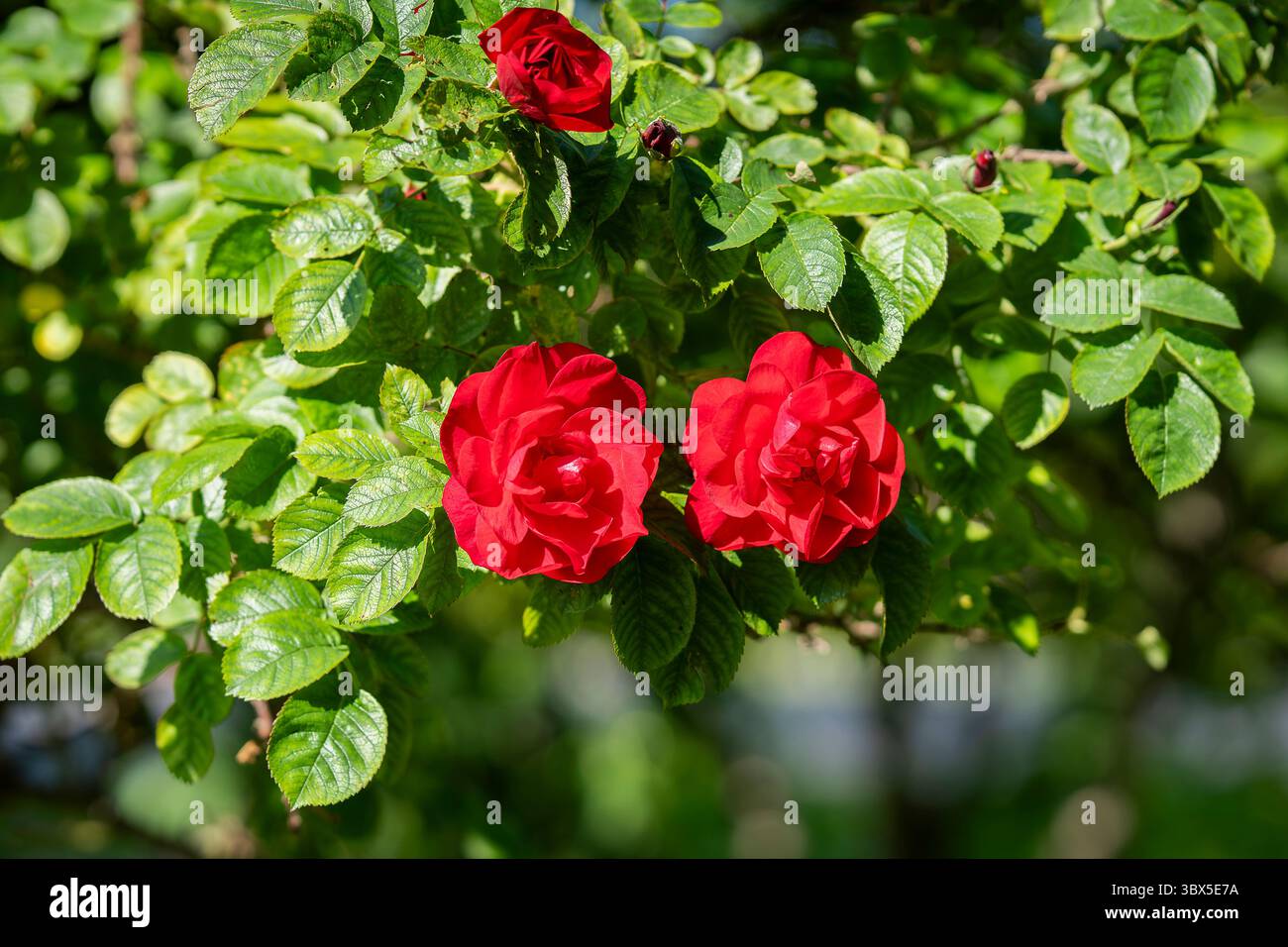 Arbusto rosa Hansaland grande cespuglio verde con rose rosse in fiore cresce nel giardino. Rose Hansaland fiorito con fiori medi, semi-doppi, di colore rosso scuro Foto Stock