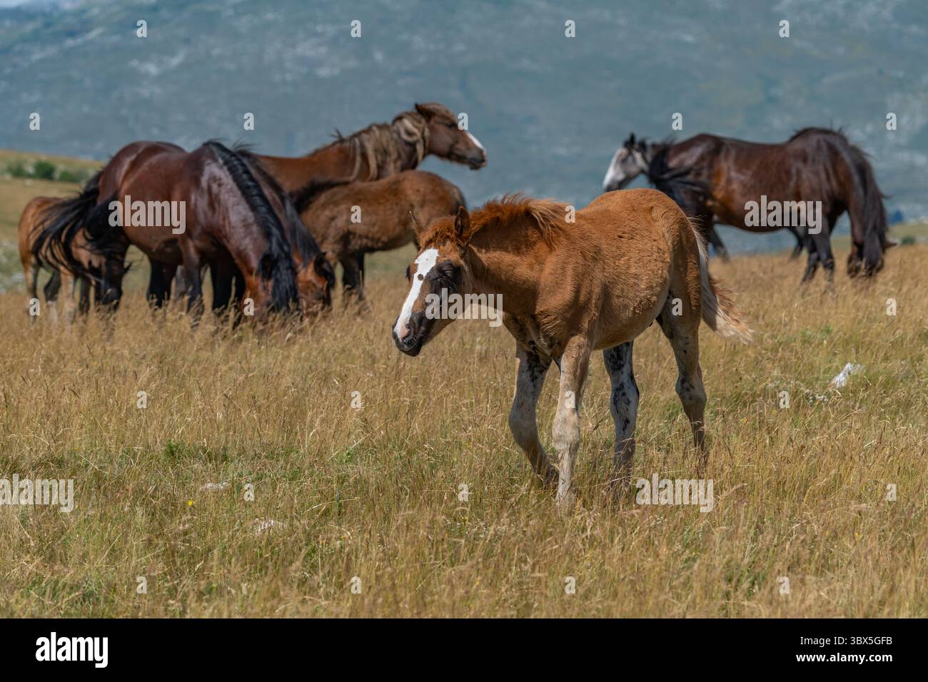 Puledro selvaggio con fiamme bianche sul prato vicino a Cincar, Livno Foto Stock