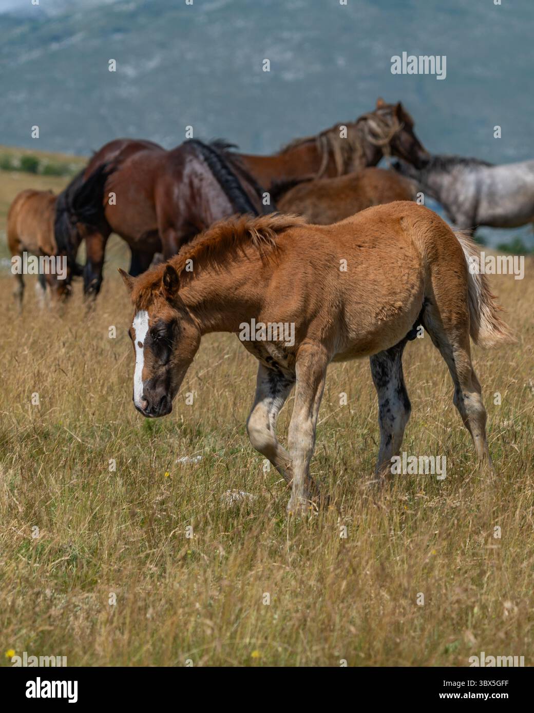 Puledro selvaggio con fiamme bianche sul prato vicino a Cincar, Livno Foto Stock