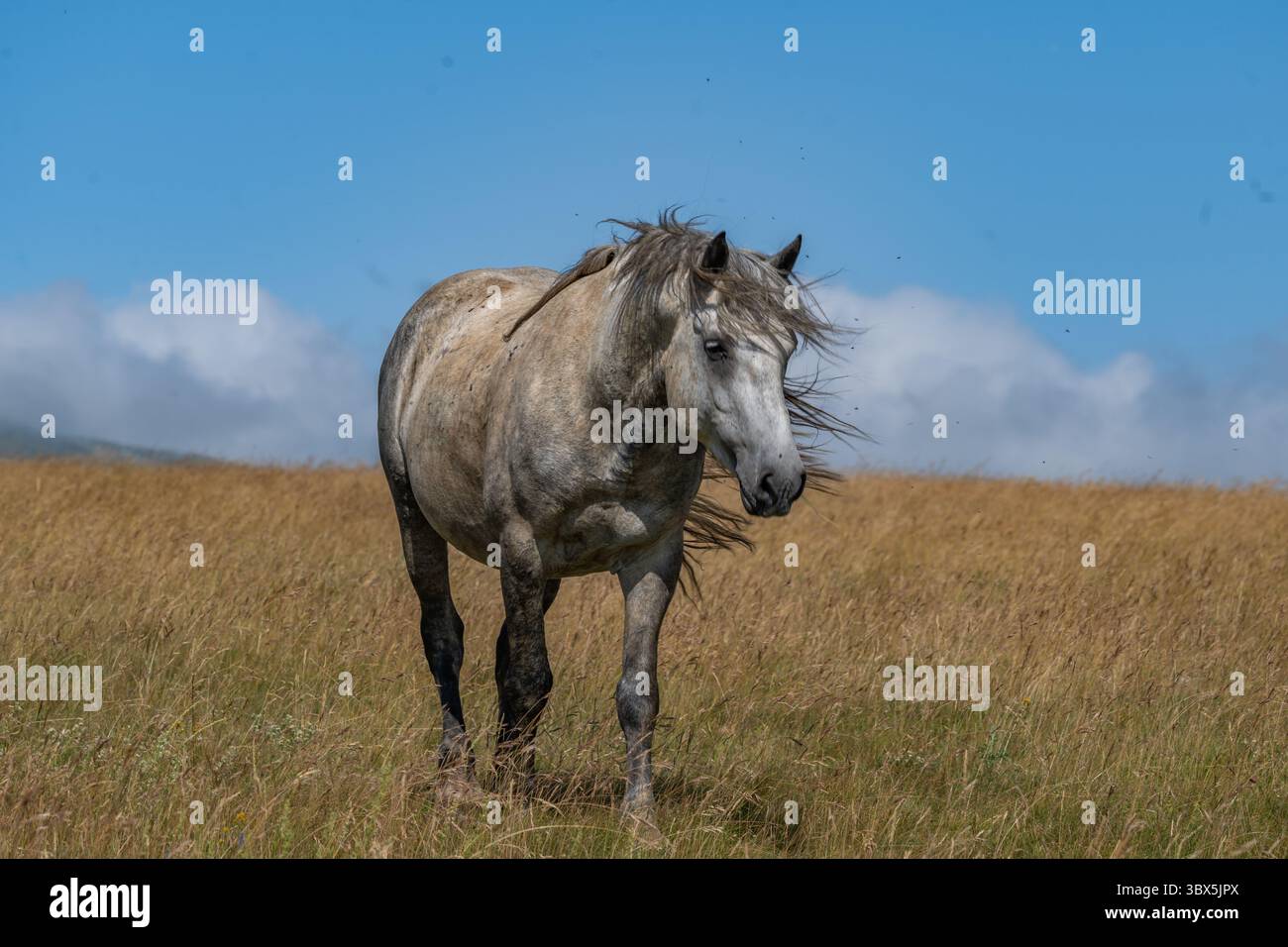 Stallone grigio selvatico che scorre liberamente nelle praterie di montagna di Livno, Bosnia ed Erzegovina Foto Stock