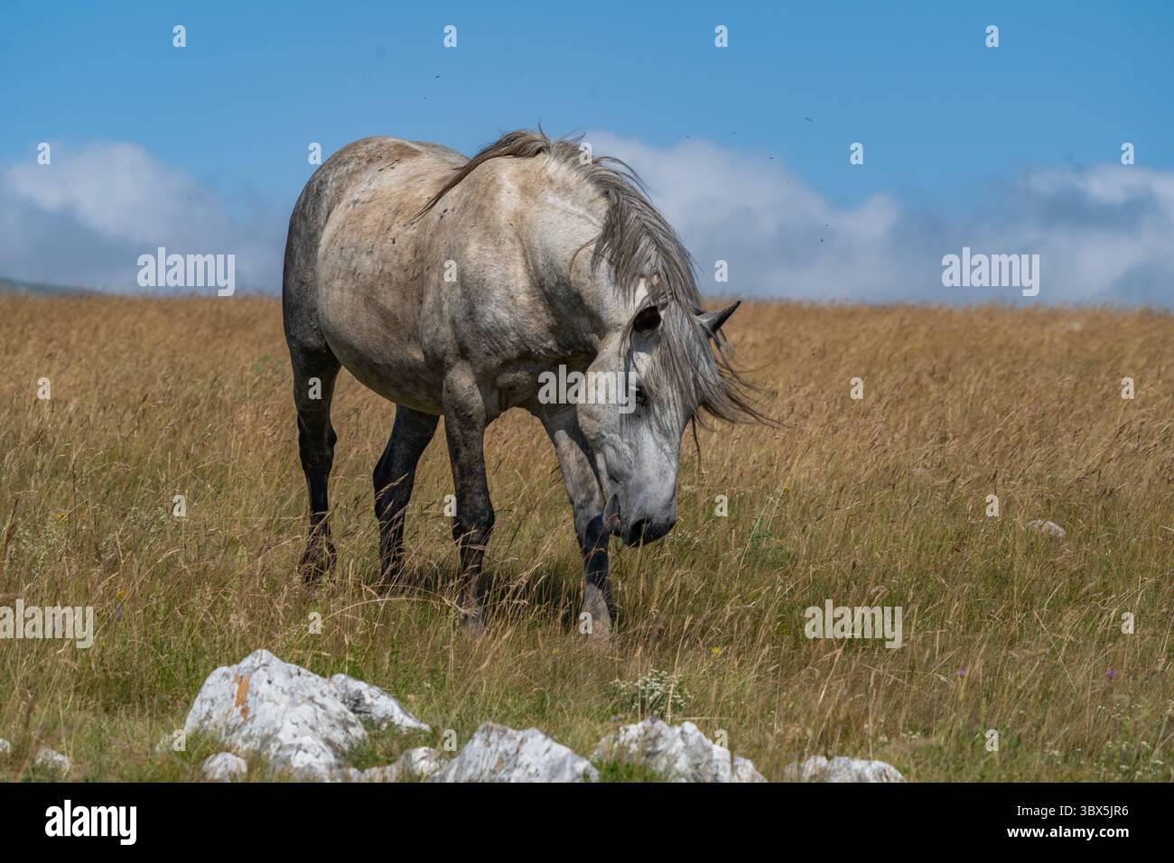 Stallone grigio selvatico che scorre liberamente nelle praterie di montagna di Livno, Bosnia ed Erzegovina Foto Stock