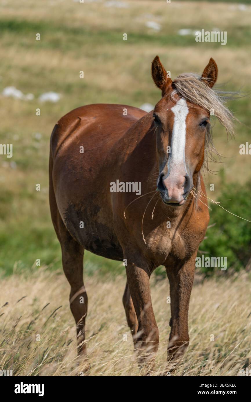 Cavallo di castagno selvaggio con fiamme bianche vicino a Cincar, Livno Foto Stock