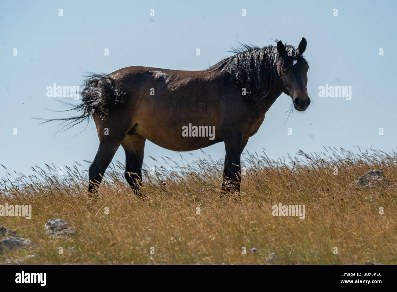 Cavallo selvaggio in piedi sul prato in cima alla collina vicino a Cincar, Livno Foto Stock