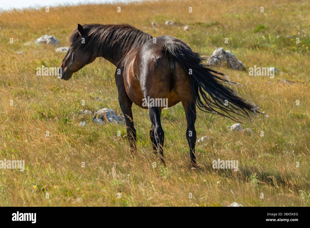 Wild Bay Horse in piedi sulla prateria vicino a Cincar, Livno Foto Stock