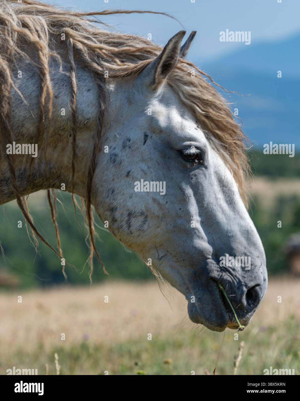 Ritratto ravvicinato di un cavallo grigio selvaggio con lunghe mandrie aggrovigliate nei pascoli di Livno, Bosnia ed Erzegovina Foto Stock