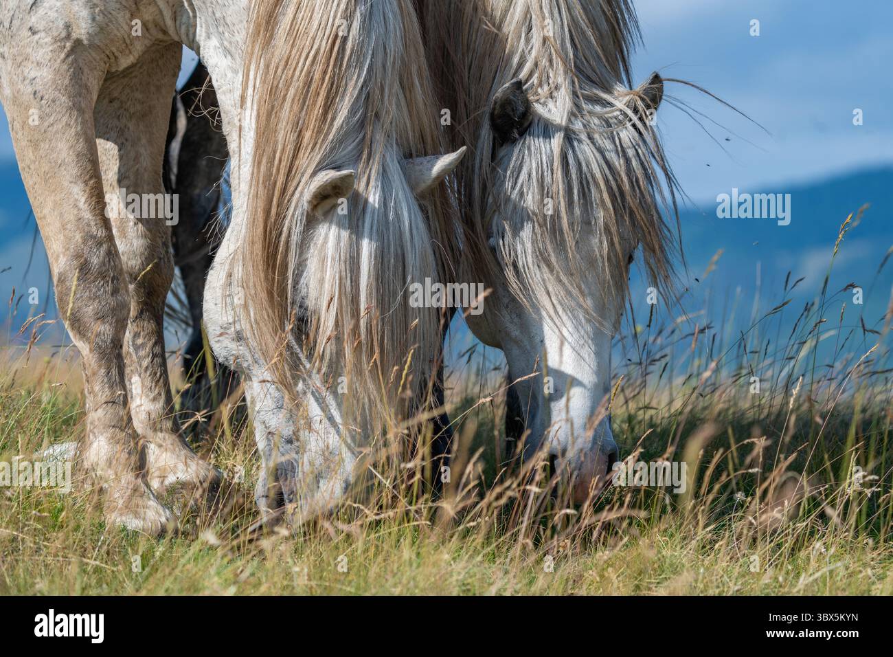 Cavalli selvatici che pascolano sul prato di montagna vicino a Cincar, Livno Foto Stock
