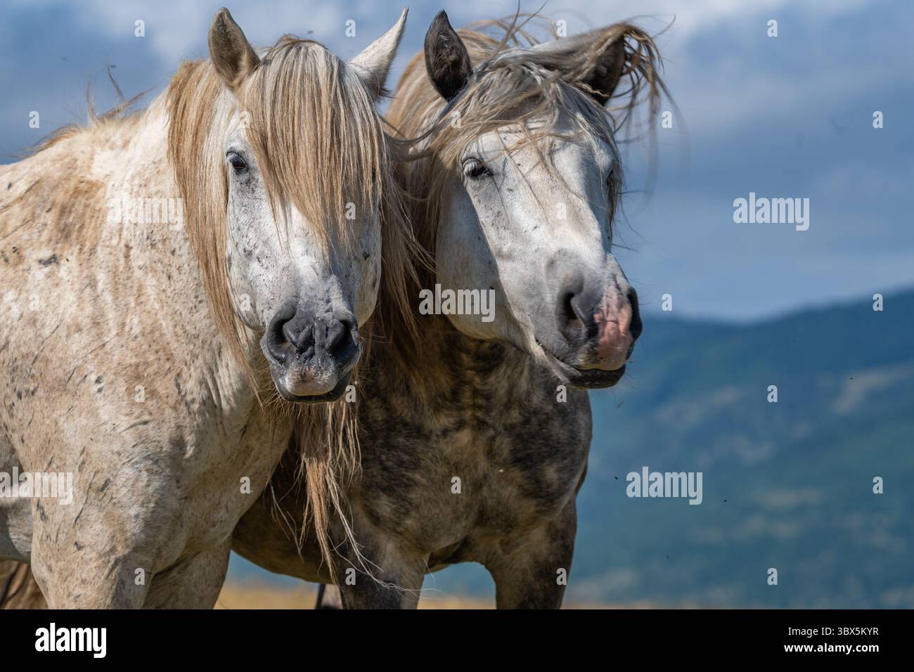 Ritratto ravvicinato di due cavalli grigi selvaggi con i Long manes in piedi insieme a Livno, Bosnia ed Erzegovina Foto Stock