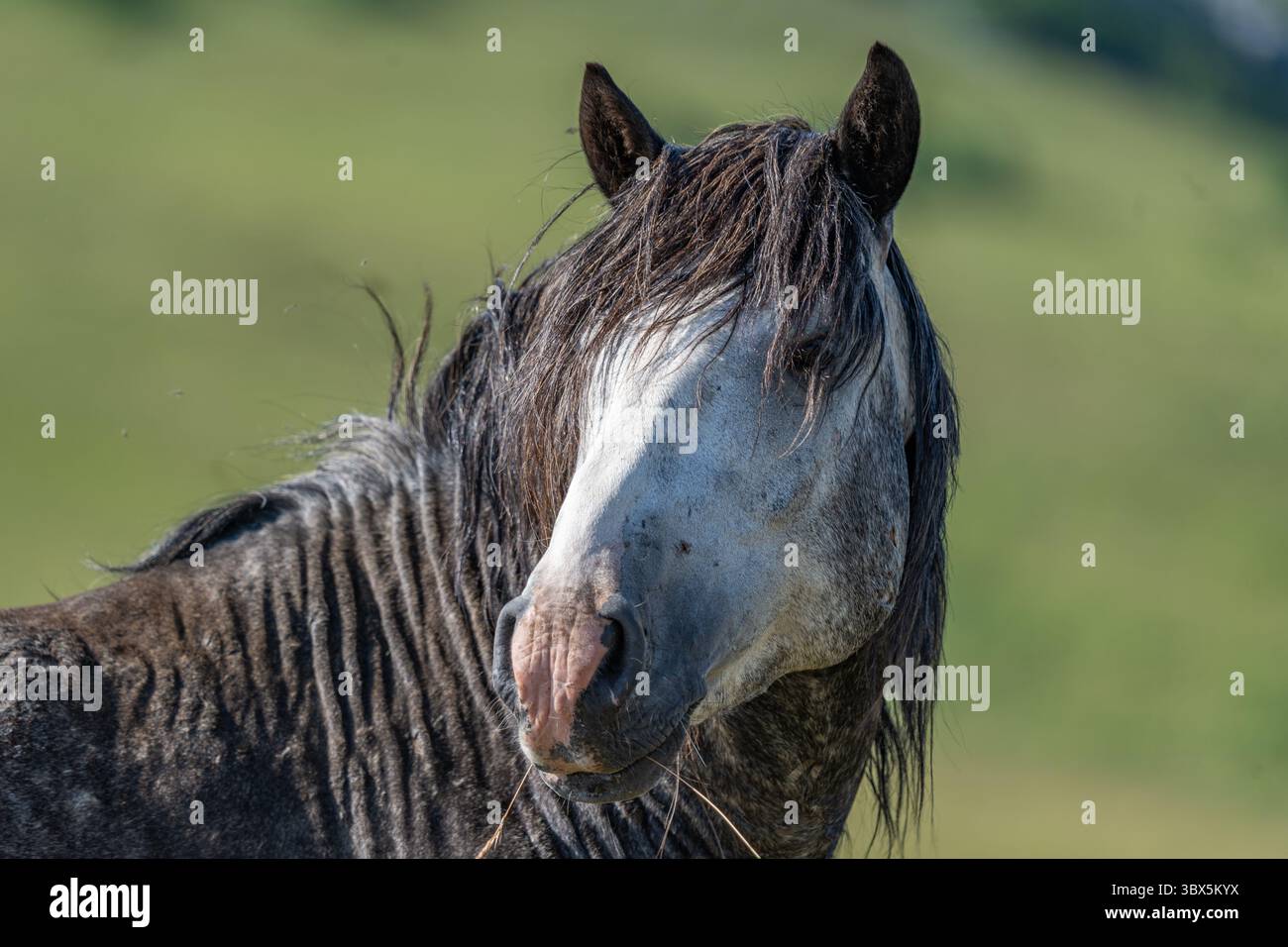 Ritratto ravvicinato di un cavallo grigio selvaggio con criniera scura e muso rosa nei pascoli di Livno, Bosnia ed Erzegovina Foto Stock