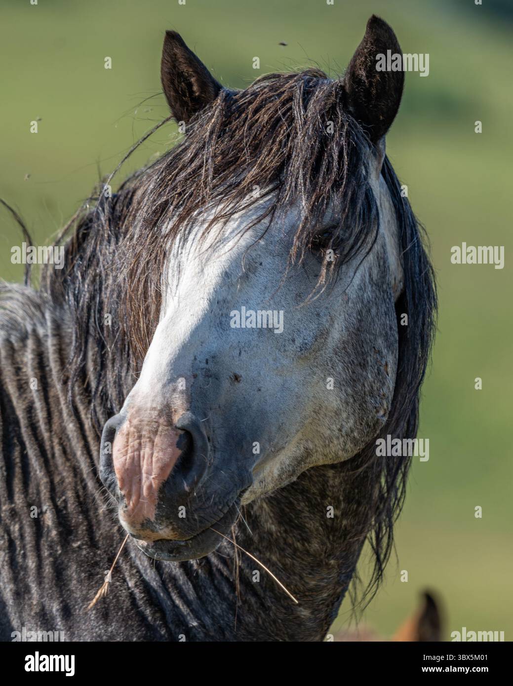 Ritratto ravvicinato di un cavallo grigio selvaggio con criniera scura e muso rosa nei pascoli di Livno, Bosnia ed Erzegovina Foto Stock