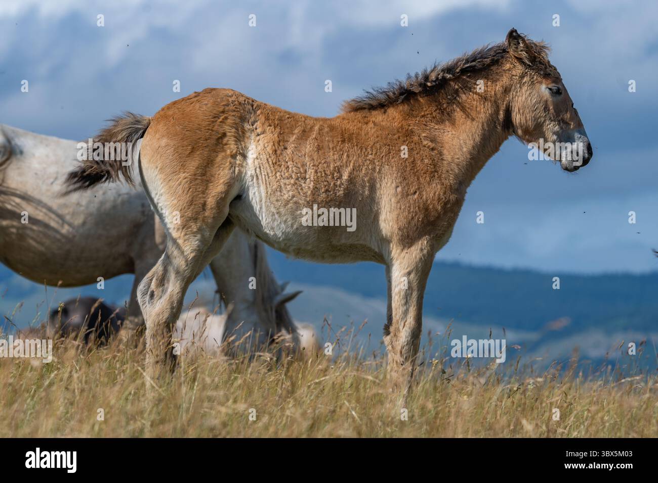 Giovane puledro selvatico con cappotto soffice in alpeggi di Livno, Bosnia ed Erzegovina Foto Stock