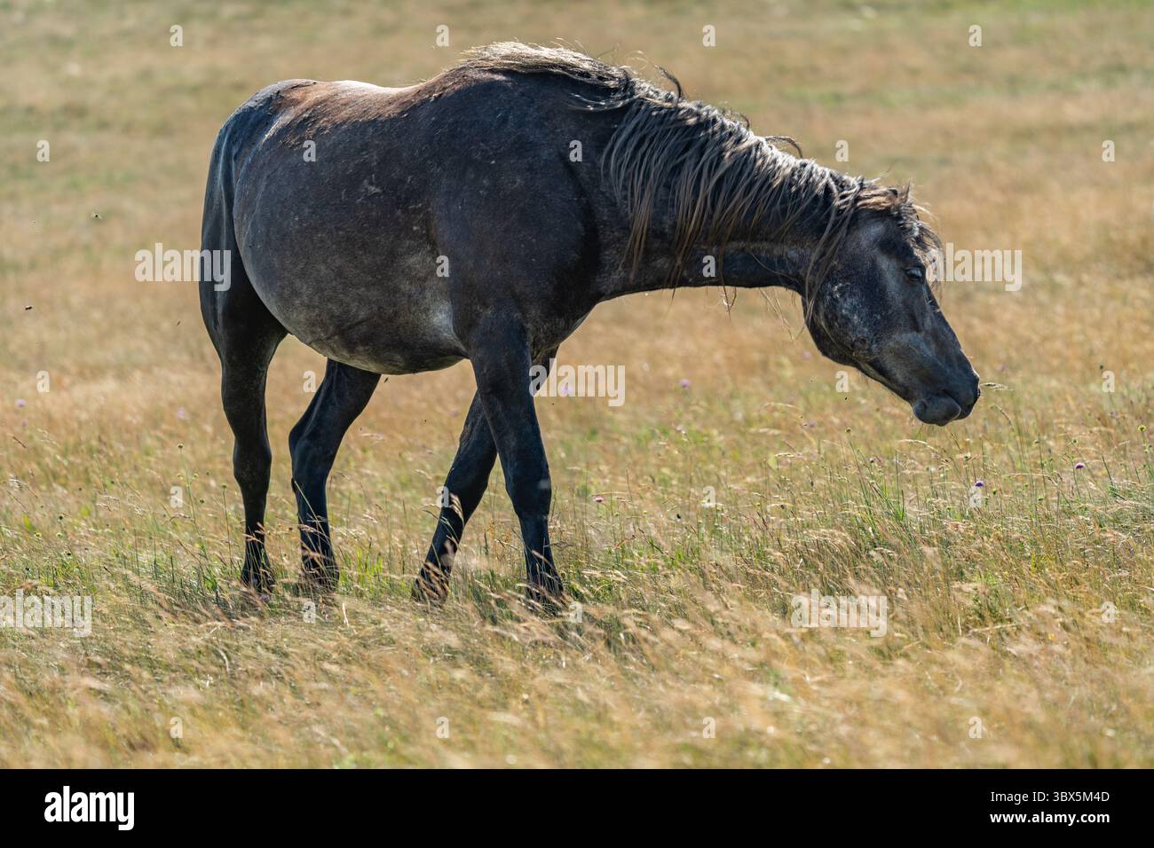 Cavallo grigio selvatico che si aggira e pascola nei pascoli di Livno, Bosnia ed Erzegovina Foto Stock