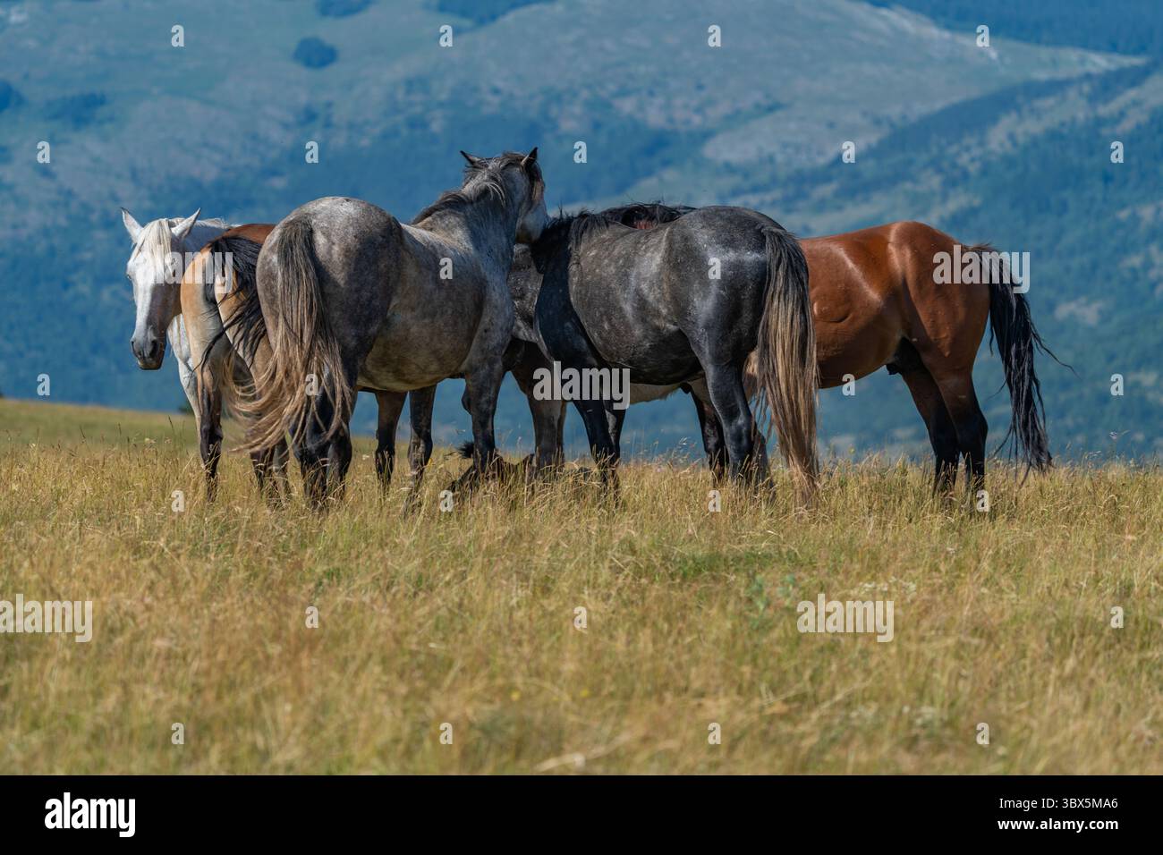 Cavalli selvaggi che mostrano affetto e legame nei prati di montagna di Livno, Bosnia ed Erzegovina Foto Stock