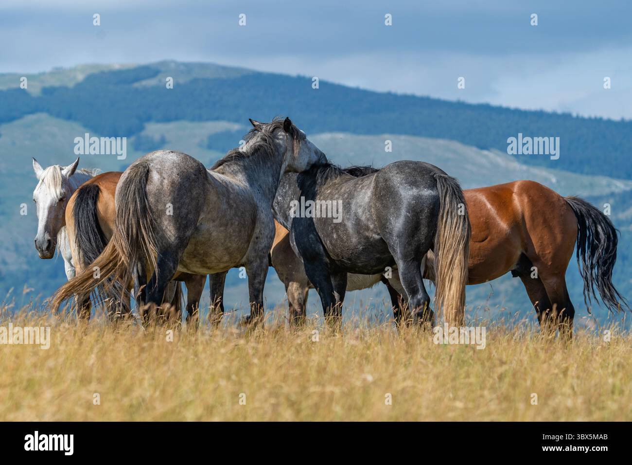 Cavalli selvaggi che mostrano affetto e legame nei prati di montagna di Livno, Bosnia ed Erzegovina Foto Stock
