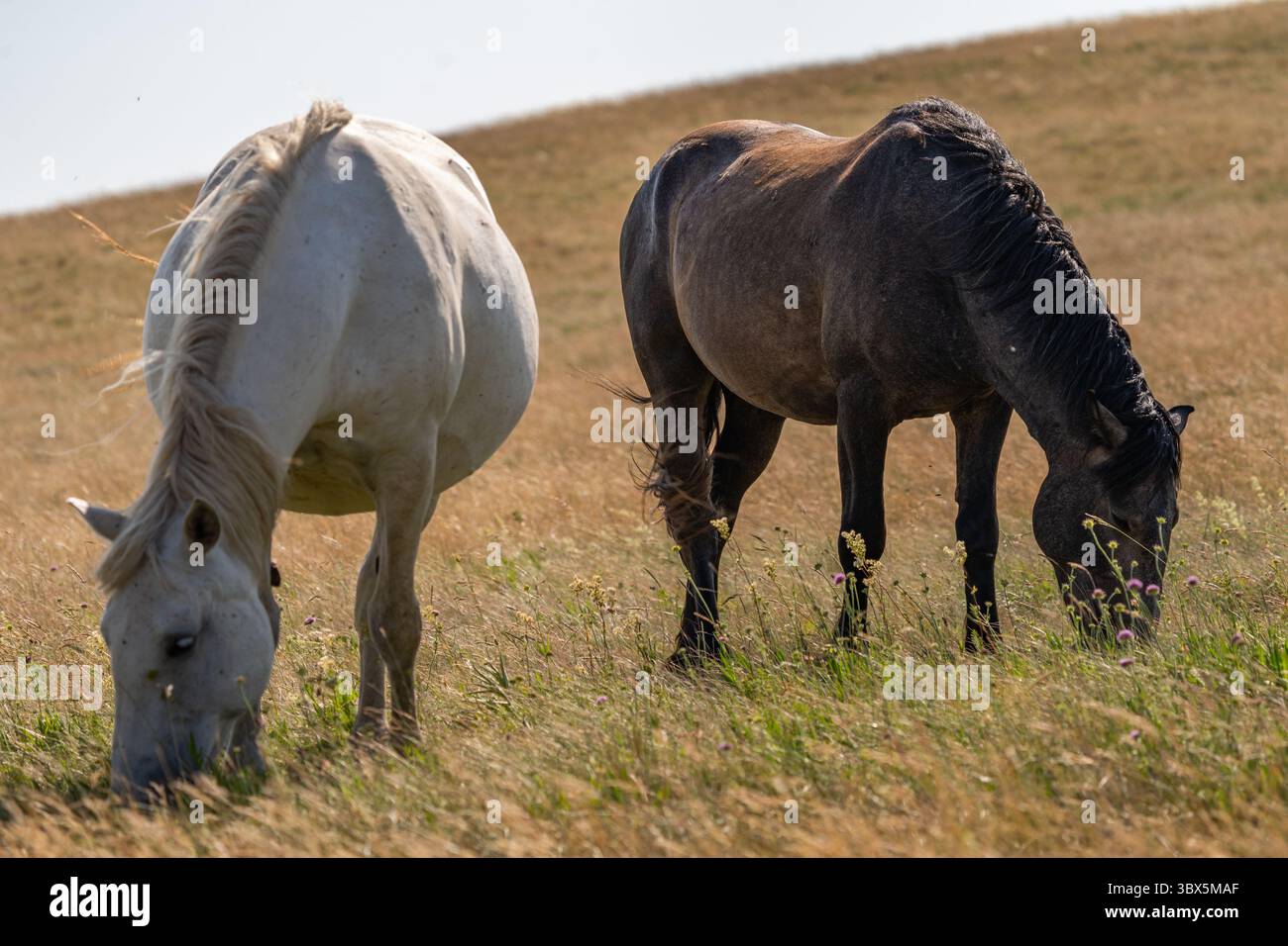 Due cavalli selvaggi pascolano pacificamente sui prati di montagna di Livno, Bosnia ed Erzegovina Foto Stock