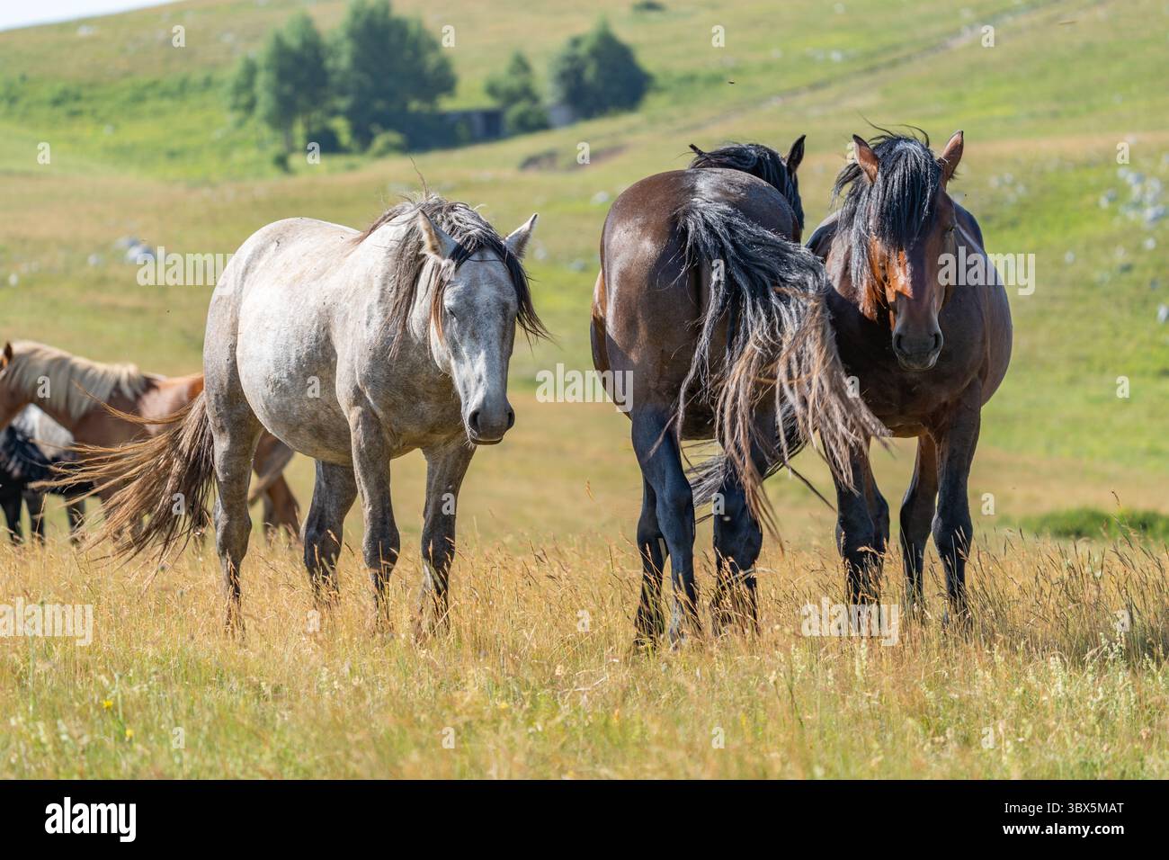 Cavalli selvaggi che si trovano vicini sui prati erbosi di montagna di Livno, Bosnia ed Erzegovina Foto Stock