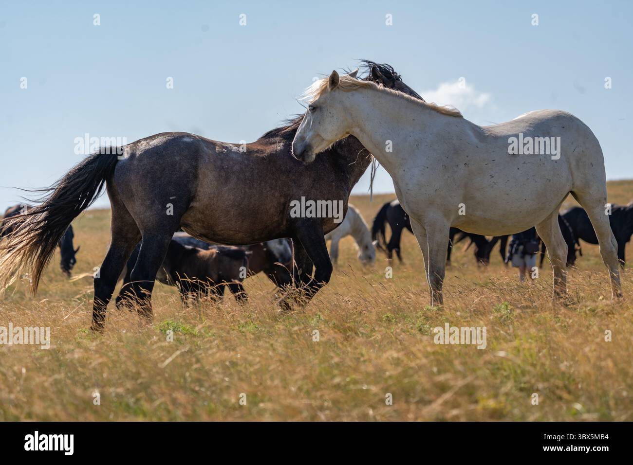 Due cavalli selvaggi che interagiscono sui prati di montagna di Livno, Bosnia ed Erzegovina Foto Stock
